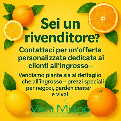 Pianta di Arancio New Hall