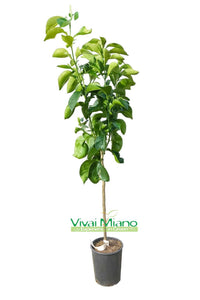 Pianta di Arancio Bizzaria