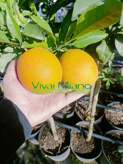 Pianta di Arancio Navelina