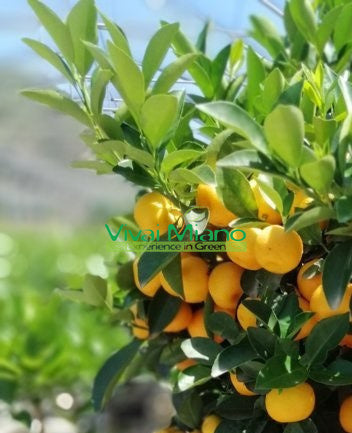 Calamondini (pensas - ruukku 35)