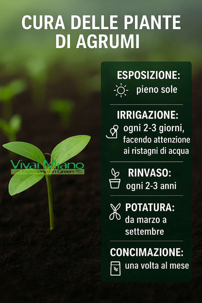 Pianta di Arancio New Hall