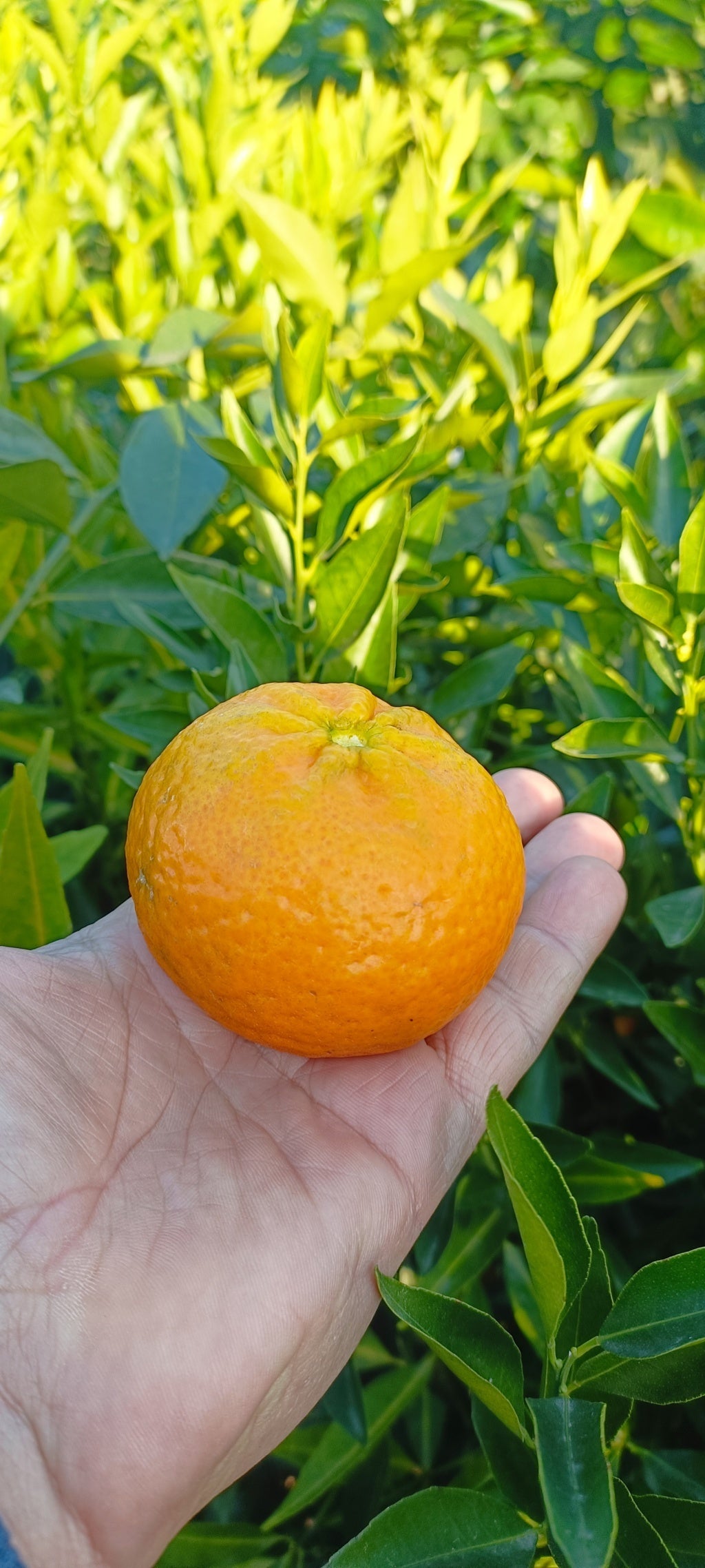 Mandarini (Pensas - ruukku 35)