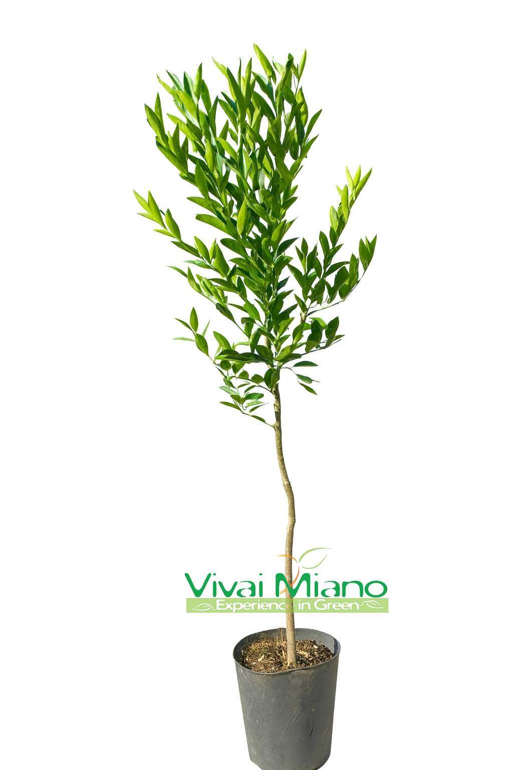 Pianta di Mandarino Tardivo di Ciaculli