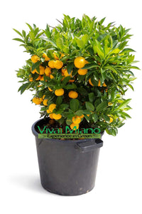 Calamondini (pensas - ruukku 35)