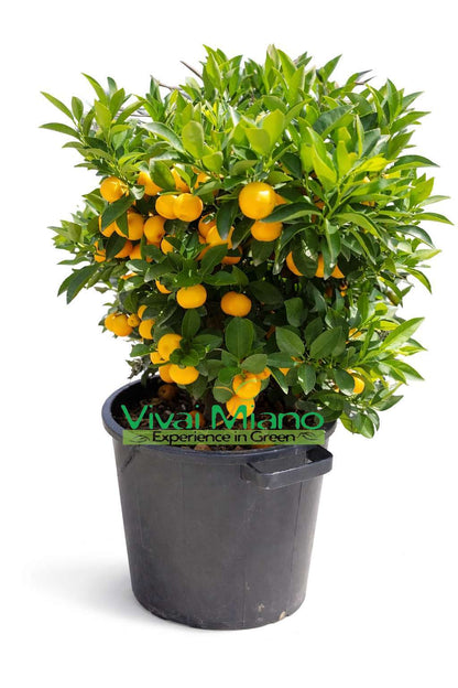 Calamondini (pensas - ruukku 35)