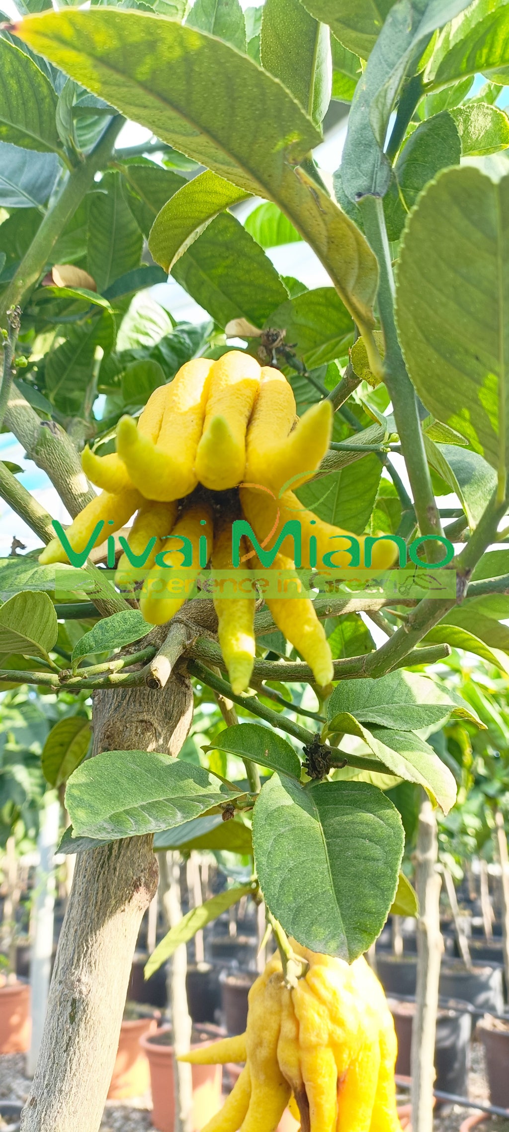 Pianta di Cedro Mano di Budda (vaso - 20)