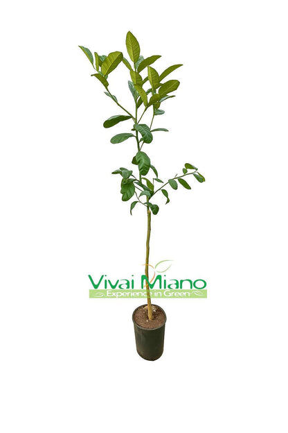 Pianta di Cedro Maxima o Gigante