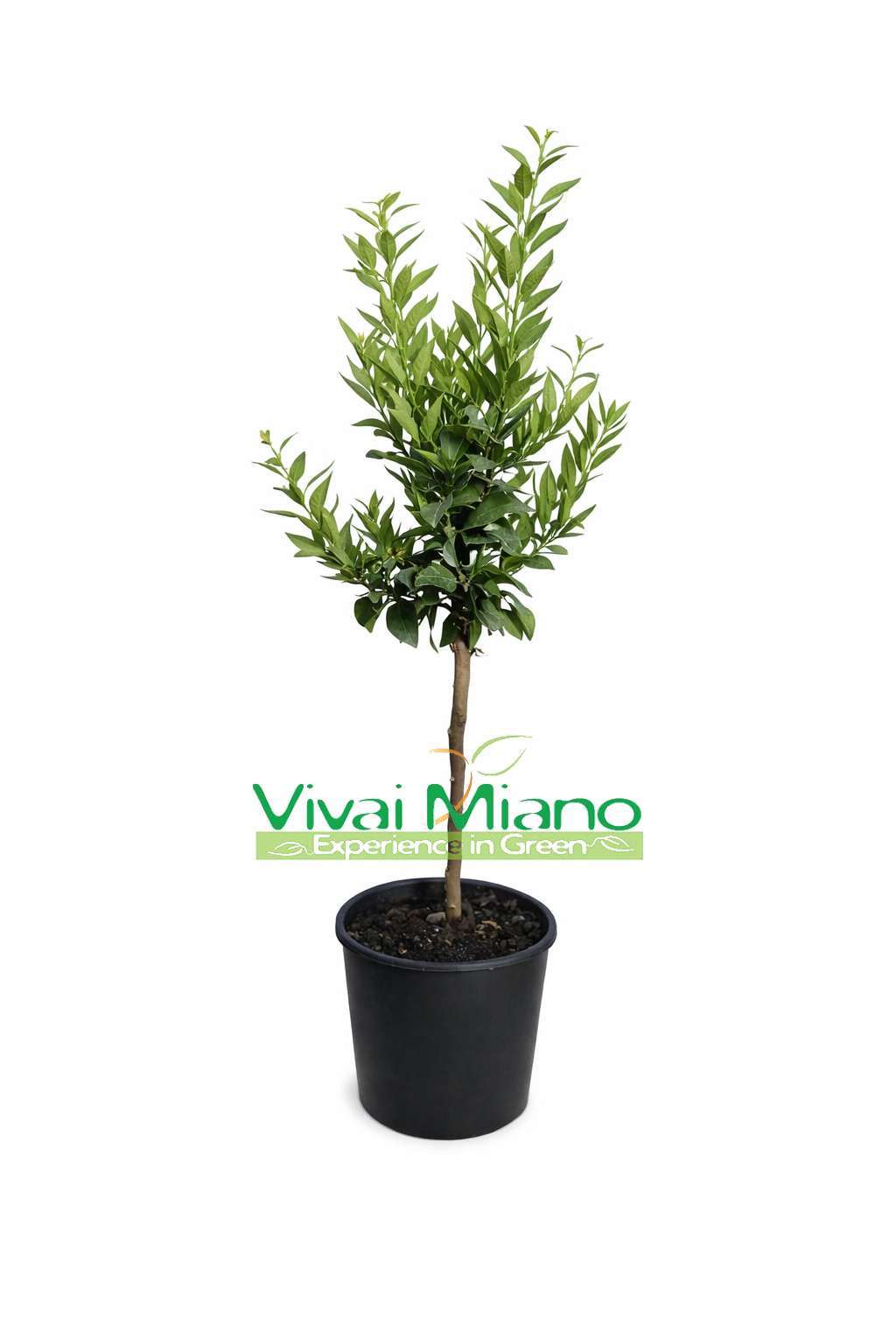 Pianta di Chinotto (vaso - 20)