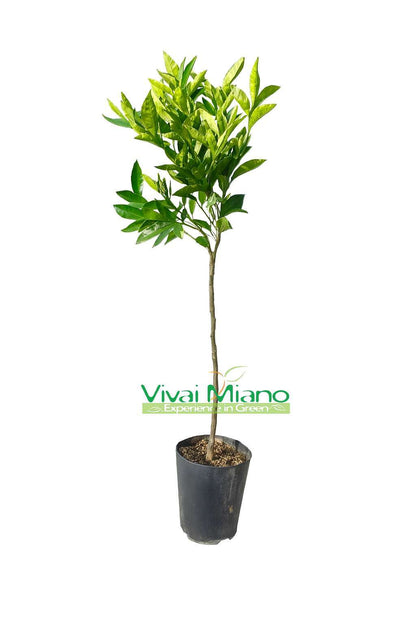 Klementiini Tangelo Nova -kasvi