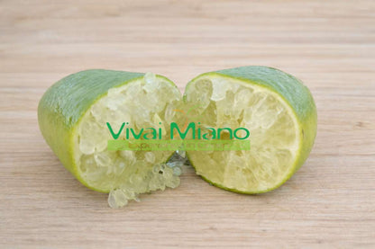 Valkoinen sormilimetin taimi (ruukku – 20)