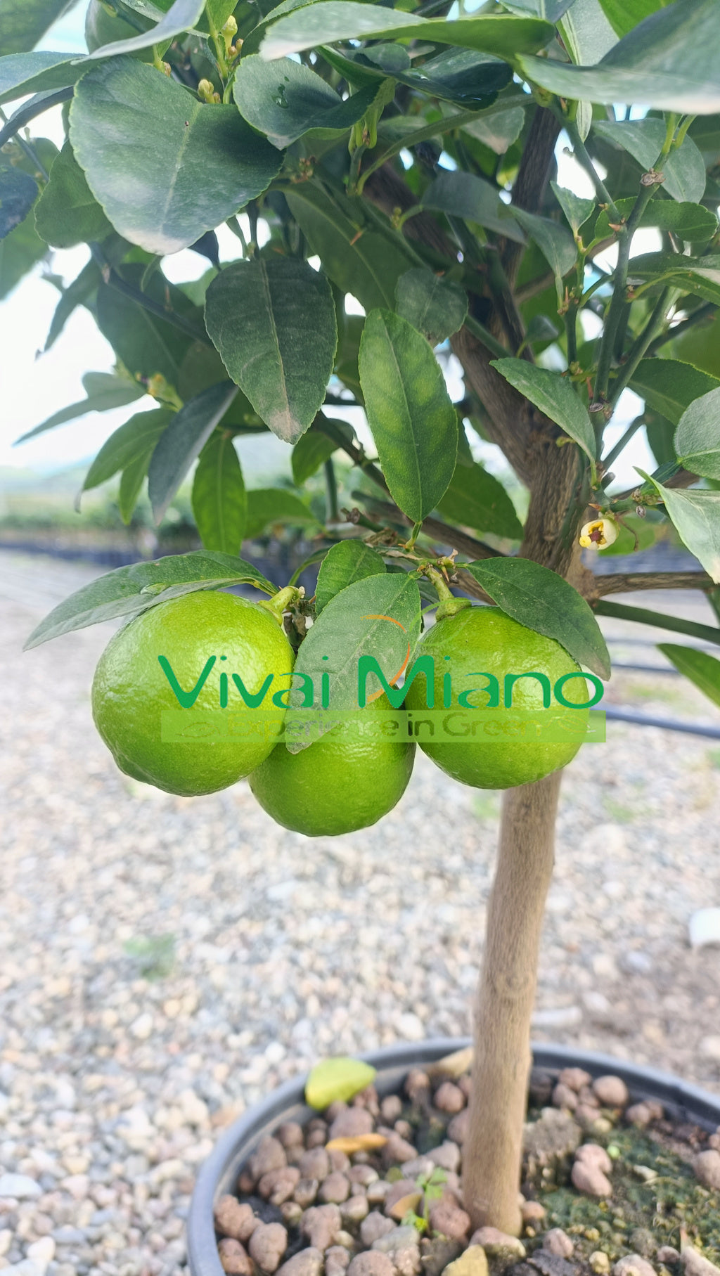 Pianta di Lime (vaso - 20)