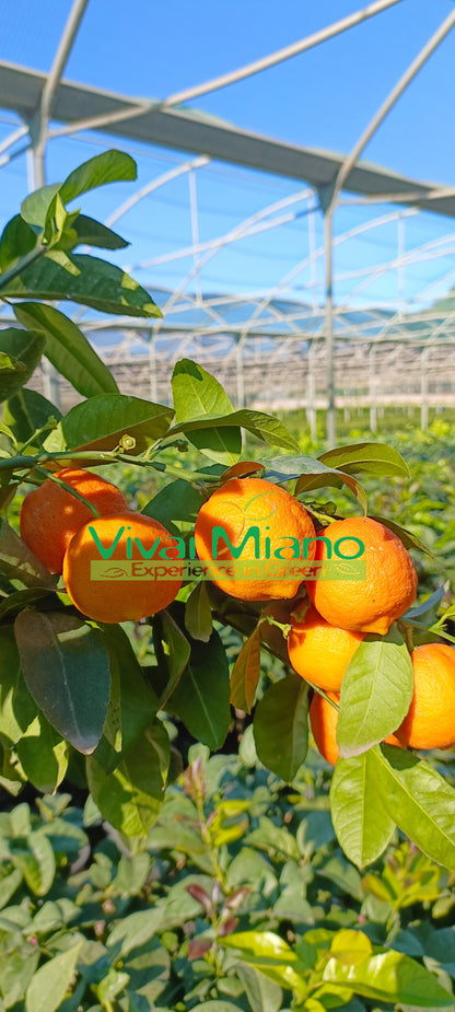 Pianta di Lime Rossa di Rangpur CON FRUTTO - vaso Ø 20 Rosso