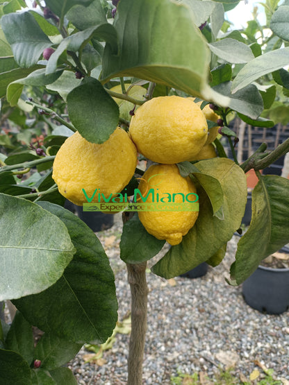 Sitrus-Limone Carrubaro -taimi (ruukku - 20)