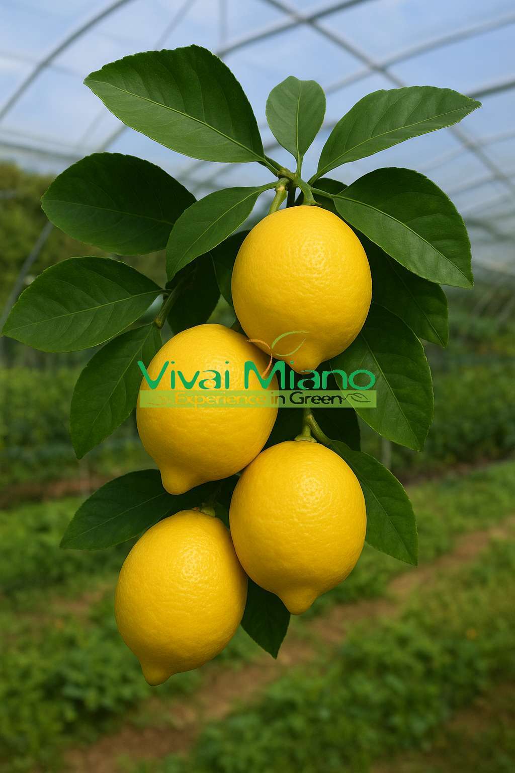 Pianta di Limone Femminello Siracusano