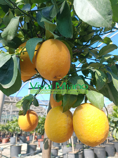 Pianta di Limone Meyer (vaso - 20)