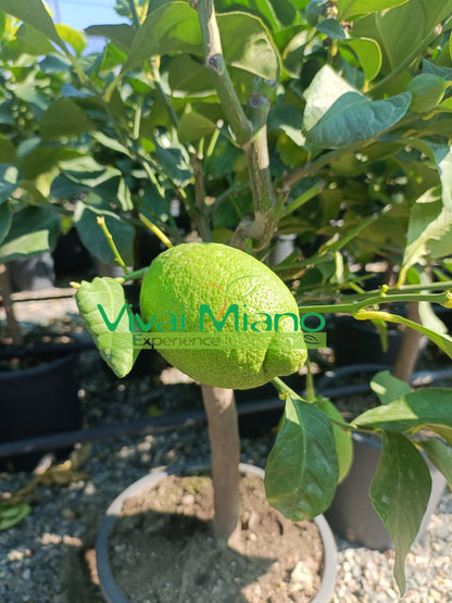 Pianta di Limone Zagara Bianca