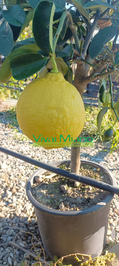 Lipo- tai keisarilemonipuutarha
