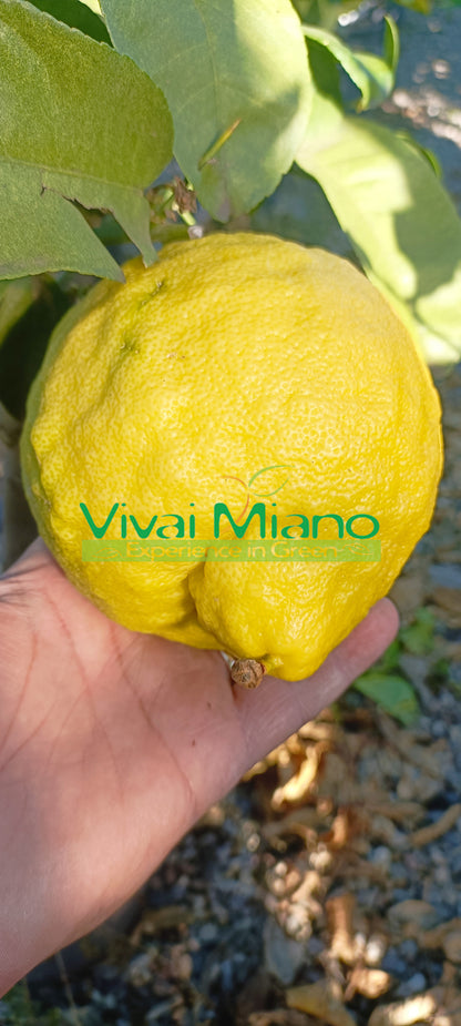 Lipo- tai keisarilemonipuutarha