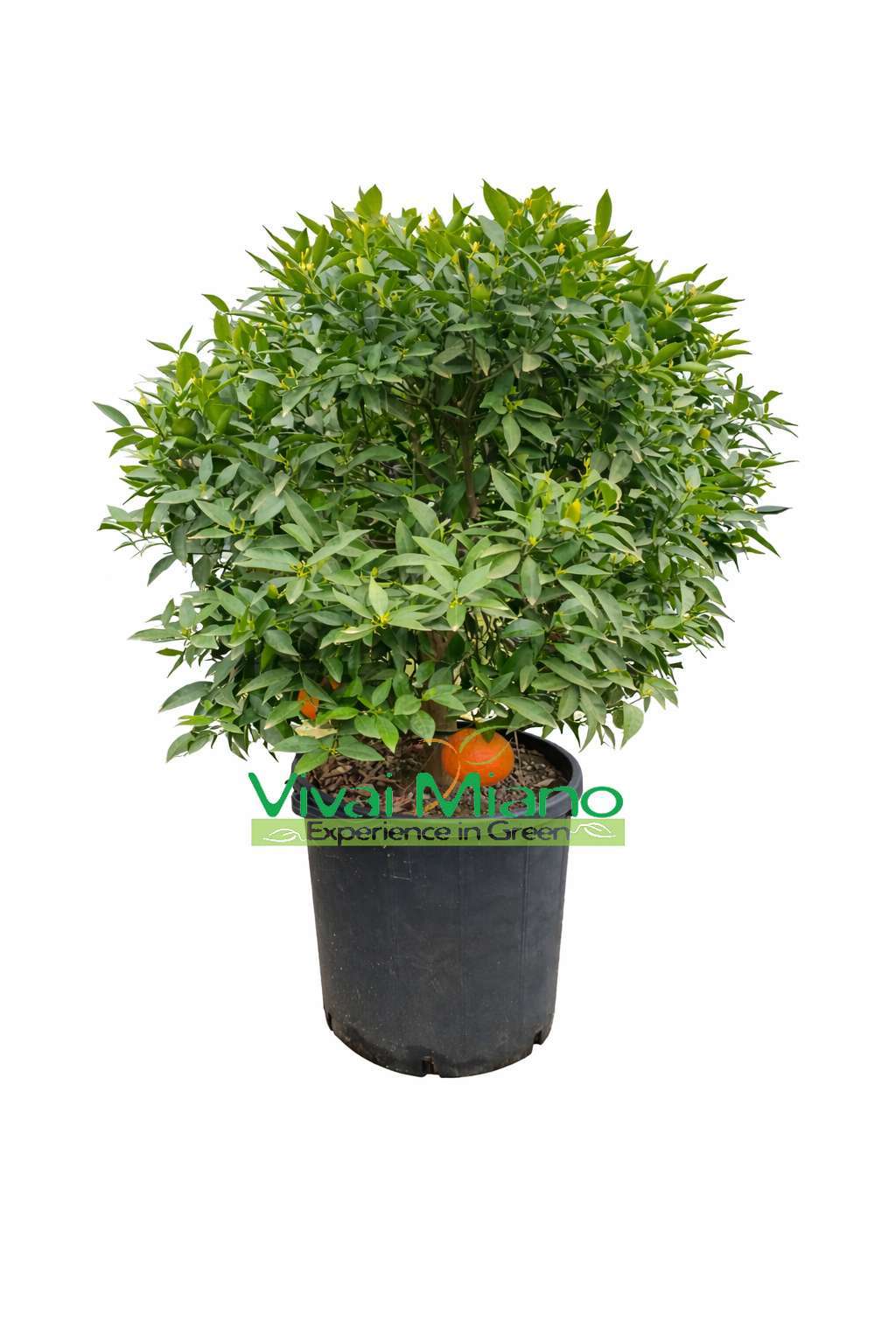 Mandarini (Pensas - ruukku 35)