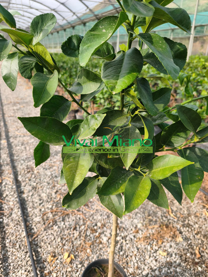 Pianta di Limone Adamo