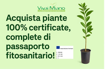 Pianta di Arancio New Hall