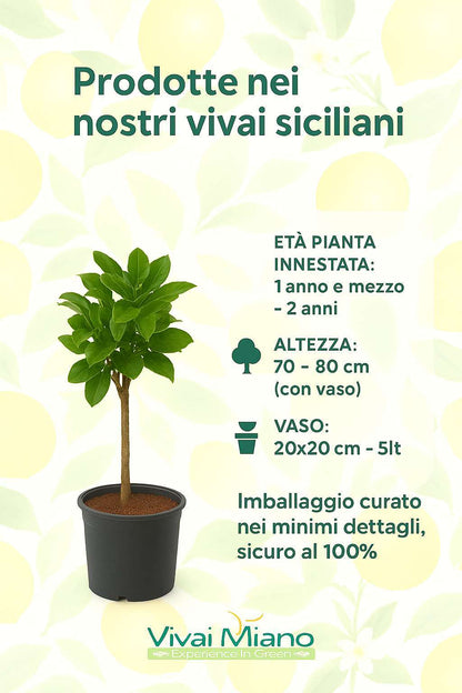 Pianta di Limone Rosso (vaso - 20)